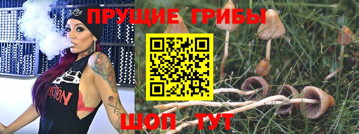 Сокол  где можно купить наркотик  Вход с VPN  Галлюциногенные грибы Psilocybe 
